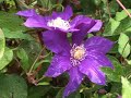Fall Clematis