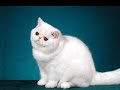 The Exotic Shorthair - An Informational Video The Exotic Shorthair - An Informational Video