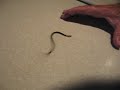 I just found a baby snake.