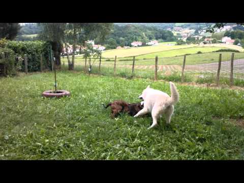 amstaff