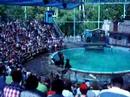 Hershey Park AquaTheatre