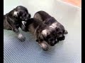 Cachorros de Schnauzer miniatura con 3 semanas