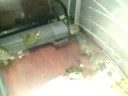 Introducing the Turtles - August 2, 2008