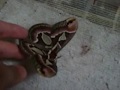 INSECTO EXTRAÑO TIPO POLILLA