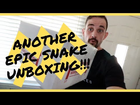 YouTube reptile video