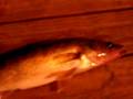 walleye 1