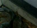 My scaly darling