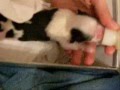 Akemi shih tzu