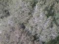 ��� ������