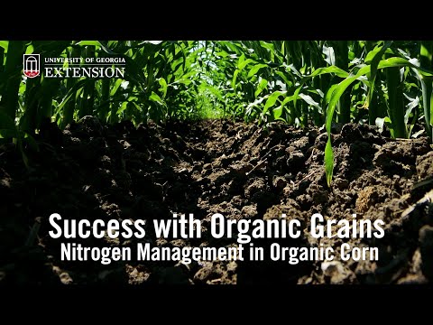 how to fertilize winter rye