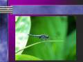 videos de Annie - powerpoint - Tropical