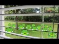 A New Generation Angry Birds Parody.mov