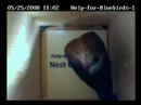 Female Eastern Bluebird checking out nestcam box
