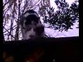 Gatti matti a tribano