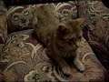 Reportage sur chatouille Reportage sur chatouille