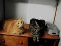 Hoe To's For Fat Cats - Window Weatherization