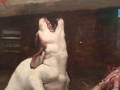 Dogs in pain