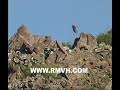EXPLODING RODENTS