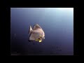Scuba Diving in Similan Islands 3