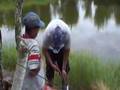 Pesca de Tilapia