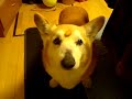 Click here to watch this video コーギー犬ボブのささみキャッチ
