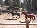 Horses at Reds Medows in Mammoth Mountain,CA
