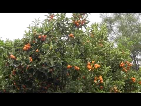 how to fertilize kumquat trees
