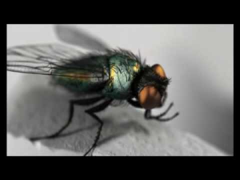 Kliknij aby zobaczyć materiał wideo...