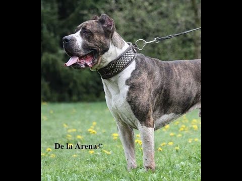 dogo canario