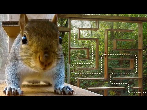Squirrels Can Solve Mazes Quickly Why Evolution Is True