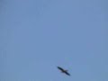 @ Home With - Island Sights & Sounds - Hawk Song Oct 2007