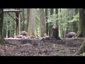 Grote troep everzwijnen met jongen in het bos