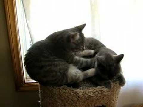 kitten gives massage