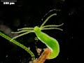 Hydra viridis