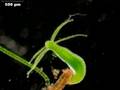 Hydra viridis