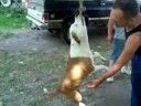 pit bulls