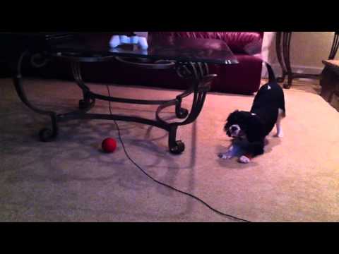 Doberman and Cavalier talking