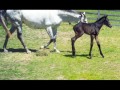 Thoroughbred Foals Thoroughbred Foals