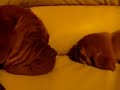deadly-a-cute-dogue-de-bordeaux-puppie.html