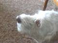 My Labradoodle Sammy Can TALK!