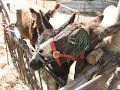 New baby donkeys