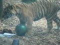 Tigers at SF Zoo
