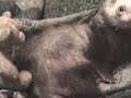 Candy the Ferret in \"Everyone Washes Before Bedtime\"