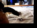 Belle, Beau and bed Belle, Beau and bed
