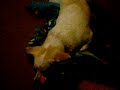 My Crazy Dog