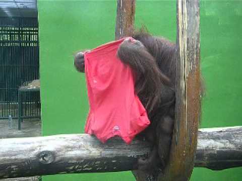 Zaujímavá záľuba obyvateľa novovesej zoo: Toto dokáže orangutan Momo