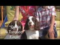 Zamzows Greatest American Dogs