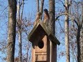 Eastern Bluebirds preparing nest box
