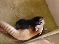 レッサーパンダバトル！　ソラvsララ