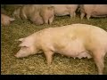 The Pig Picture Part 2 The Pig Picture Part 2